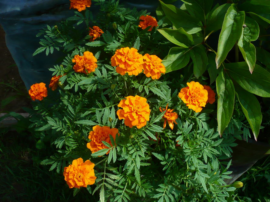 Najpopularniejsze kwiaty balkonowe – 5 długo kwitnących 