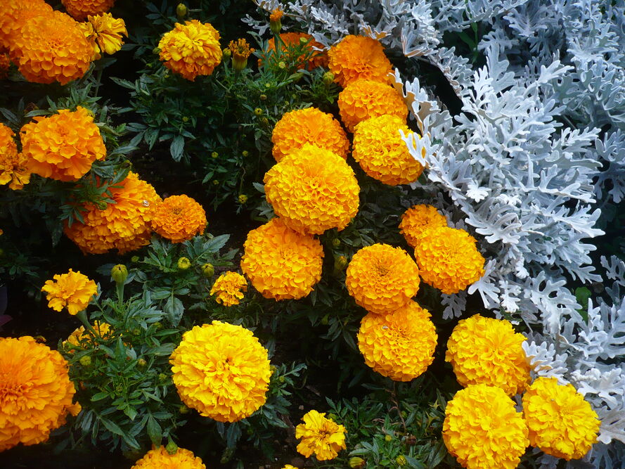 Kompozycje kwiatowe na balkony