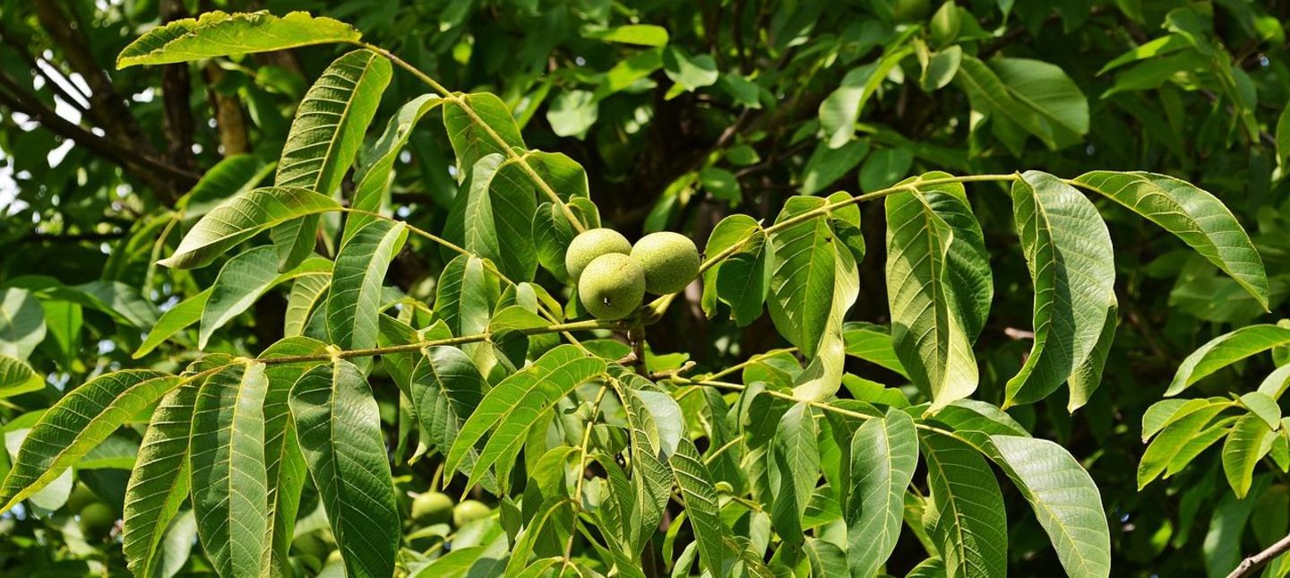 Jak zaplanować uprawę drzew owocowych?