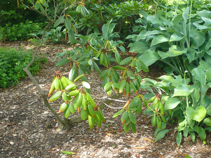 Choroby i szkodniki rododendronów - objawy i zwalczanie