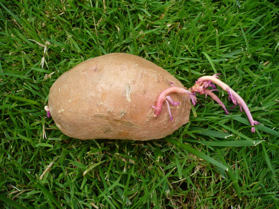 Batat (słodki ziemniak) - uprawa w Polsce od sadzonki do zbioru