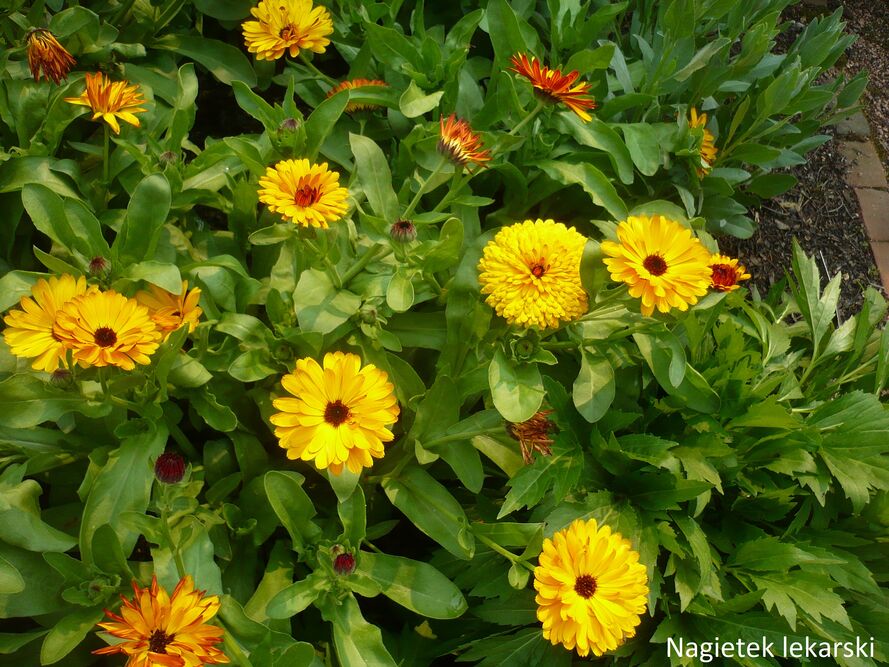 Kwiaty jadalne w ogrodzie - co siać/sadzić i jak zbierać