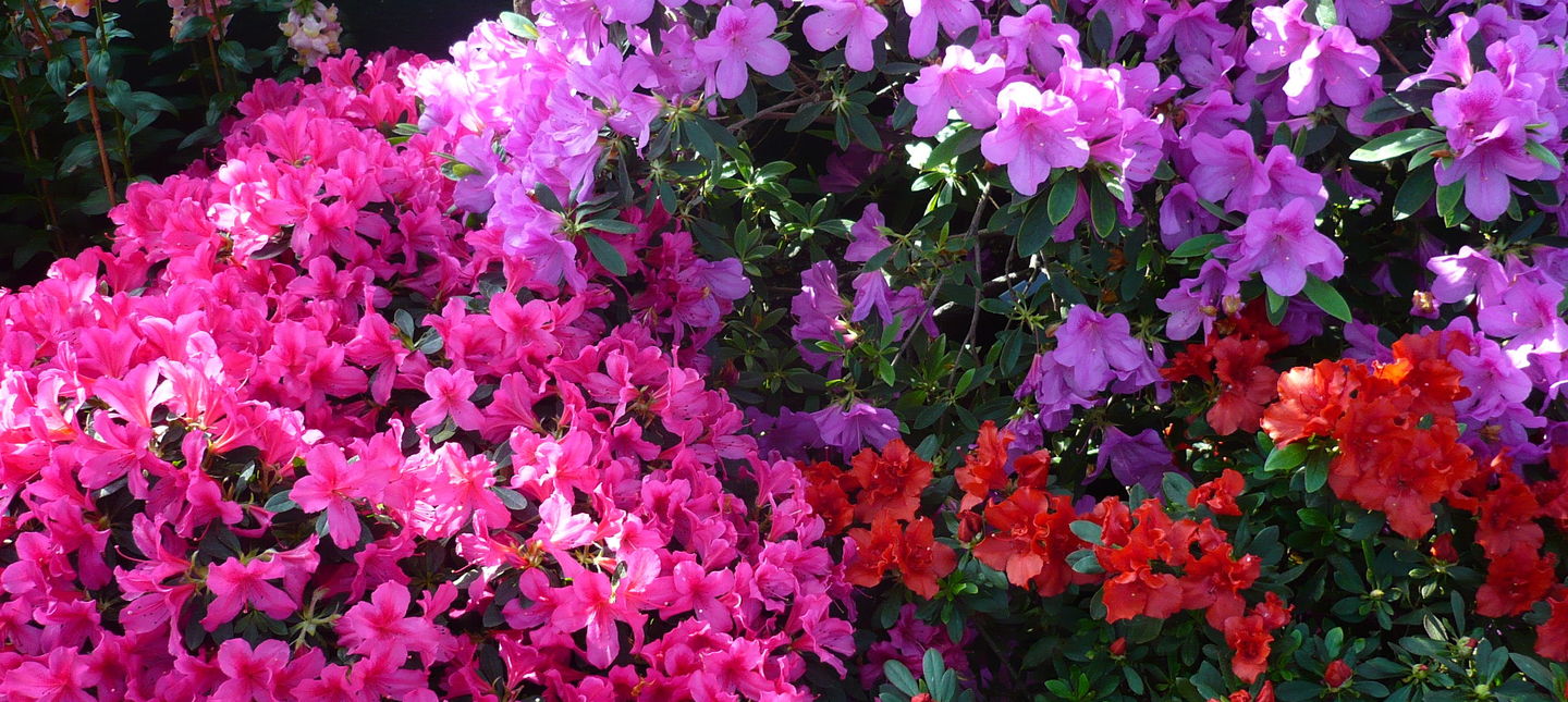 Azalia, rododendron, różanecznik - czym się różnią