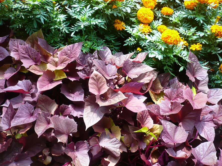 Batat (słodki ziemniak) - uprawa w Polsce od sadzonki do zbioru