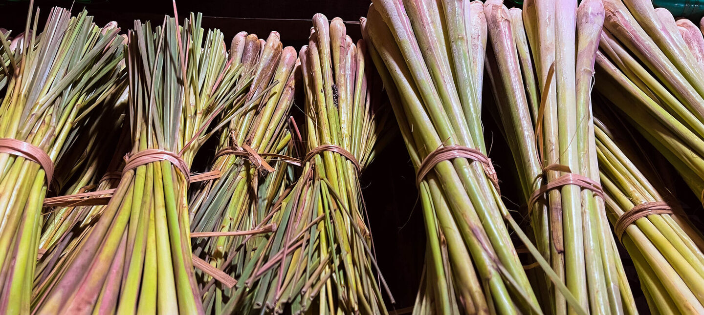 Zioła azjatyckie w domu i ogrodzie – shiso, trawa cytrynowa, kaffir lime – wymagania i zimowanie