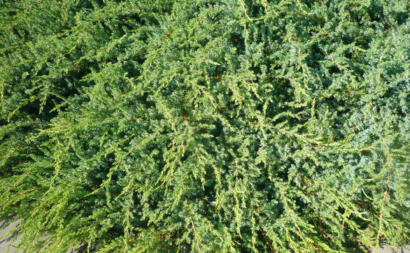 thumb Zimozielone rośliny ogrodowe - 5 łatwych w uprawie