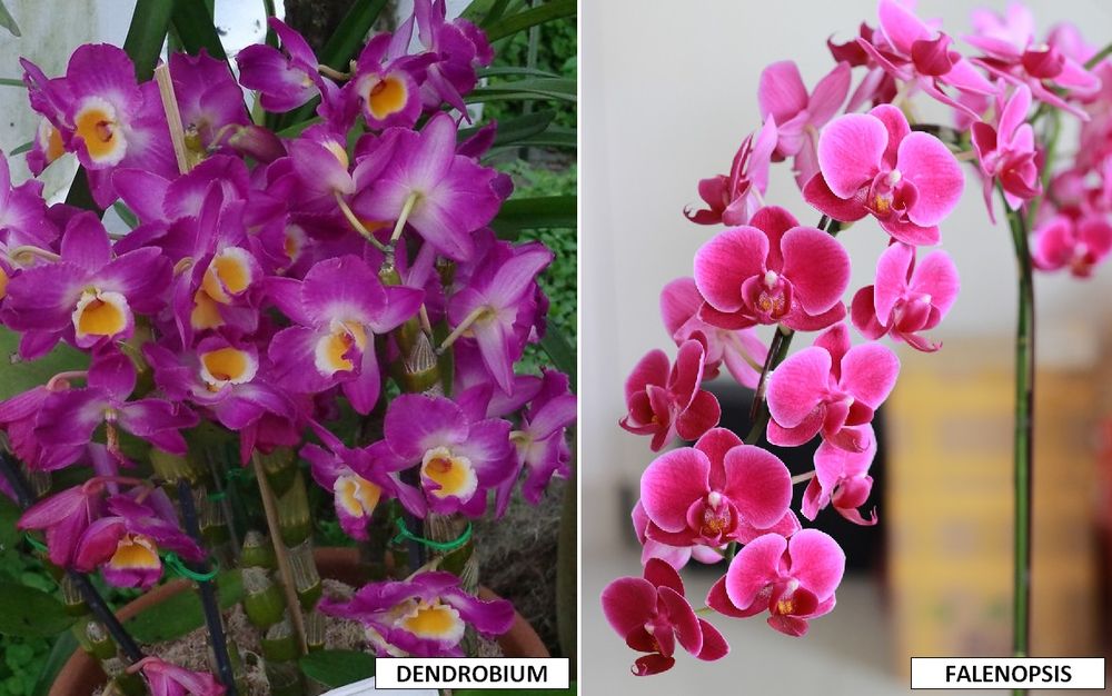 dendrobium