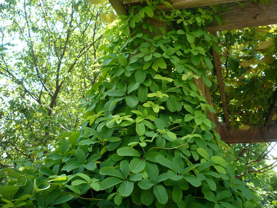 Zioła na północnym balkonie – co realnie rośnie i jak to prowadzić