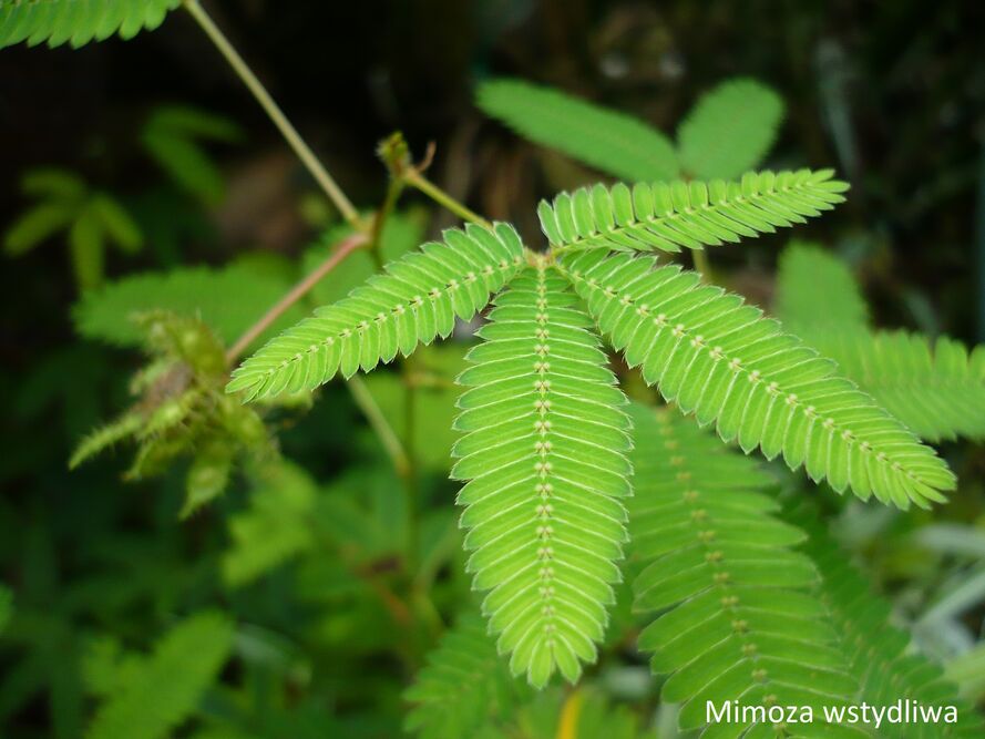 Las w słoiku – terrarium roślinne – dobór roślin, podłoże, podlewanie i pleśń