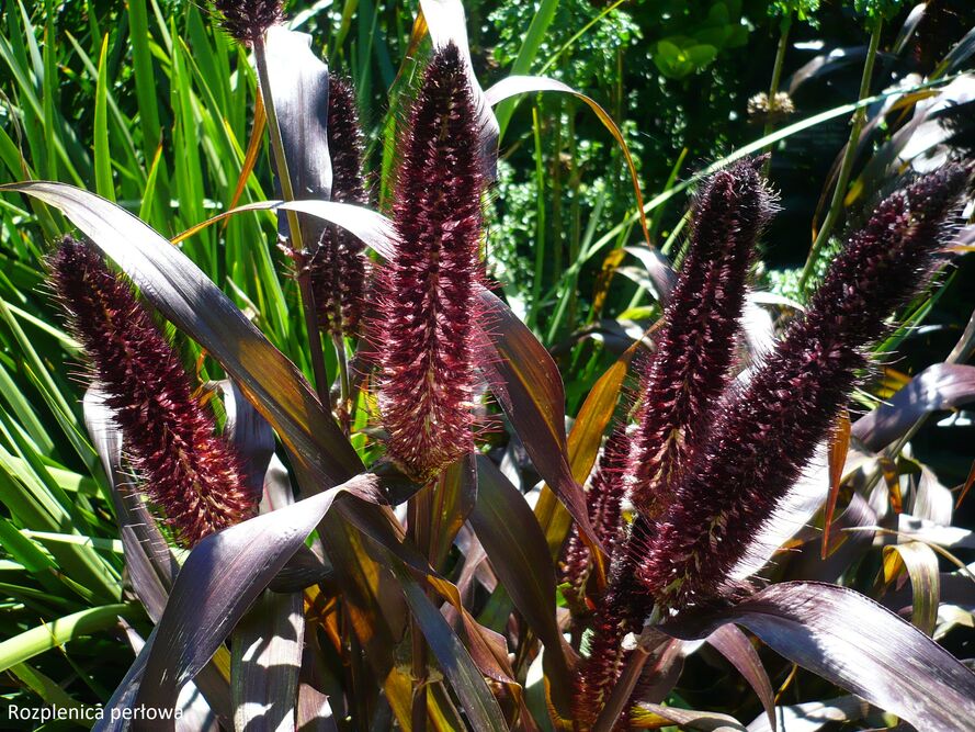 Rozplenice – uprawa, pielęgnacja, gatunki