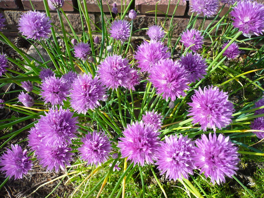 Szczypiorek – uprawa, pielęgnacja, właściwości