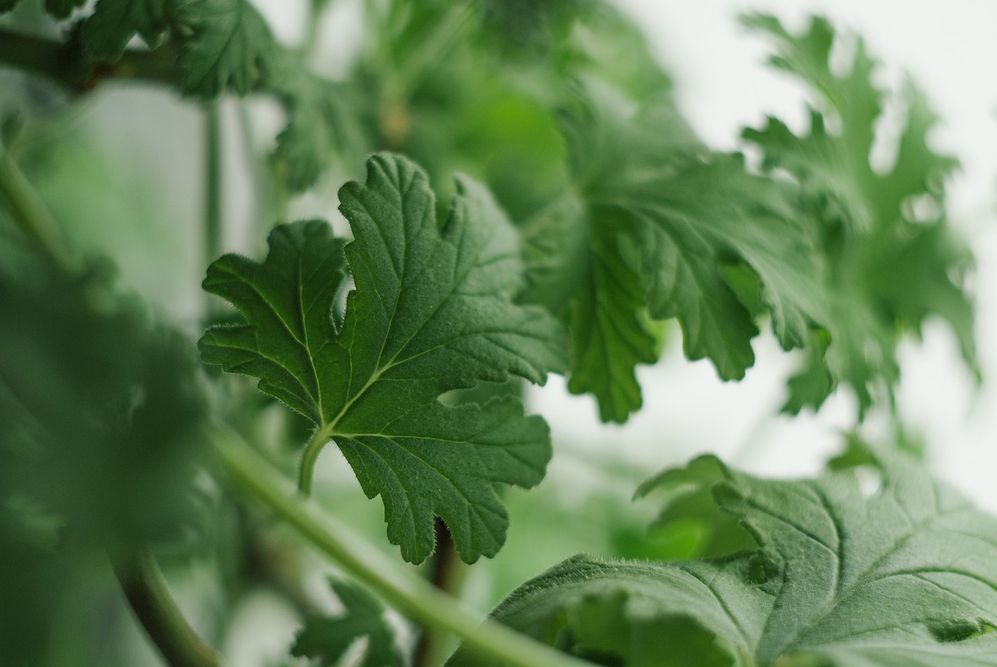 pelargonia