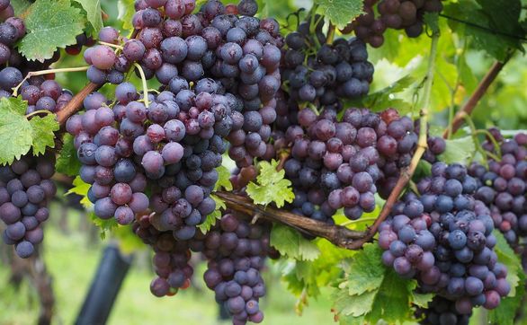 thumb W jaki sposób uprawiać i pielęgnować winorośl, winogrona