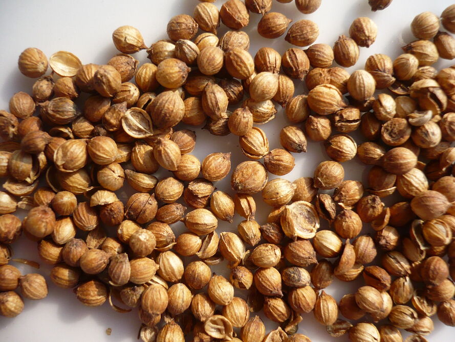 Kolendra – uprawa, pielęgnacja, właściwości