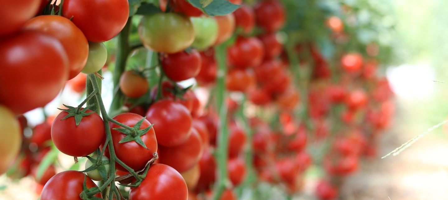 Jak zabezpieczyć pomidory przed chorobami i szkodnikami?