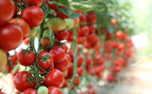 Przejdź do artykułu - Jak zabezpieczyć pomidory przed chorobami i szkodnikami