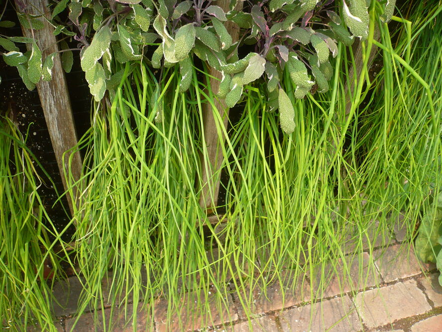 Szczypiorek – uprawa, pielęgnacja, właściwości