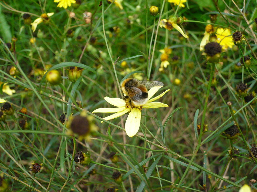 Nachyłek okółkowy – jak uprawiać i pielęgnować