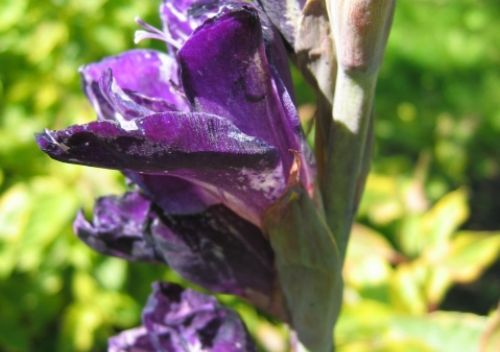 cebulowe gladiola wcirnastek mieczykowy