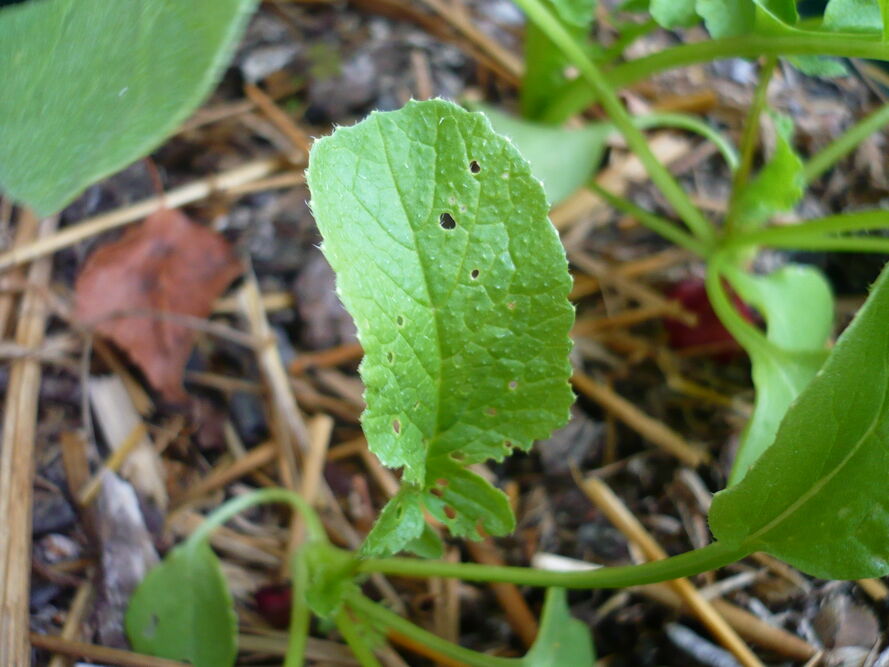 Pchełki ziemne - jak skutecznie zwalczać w ogrodzie