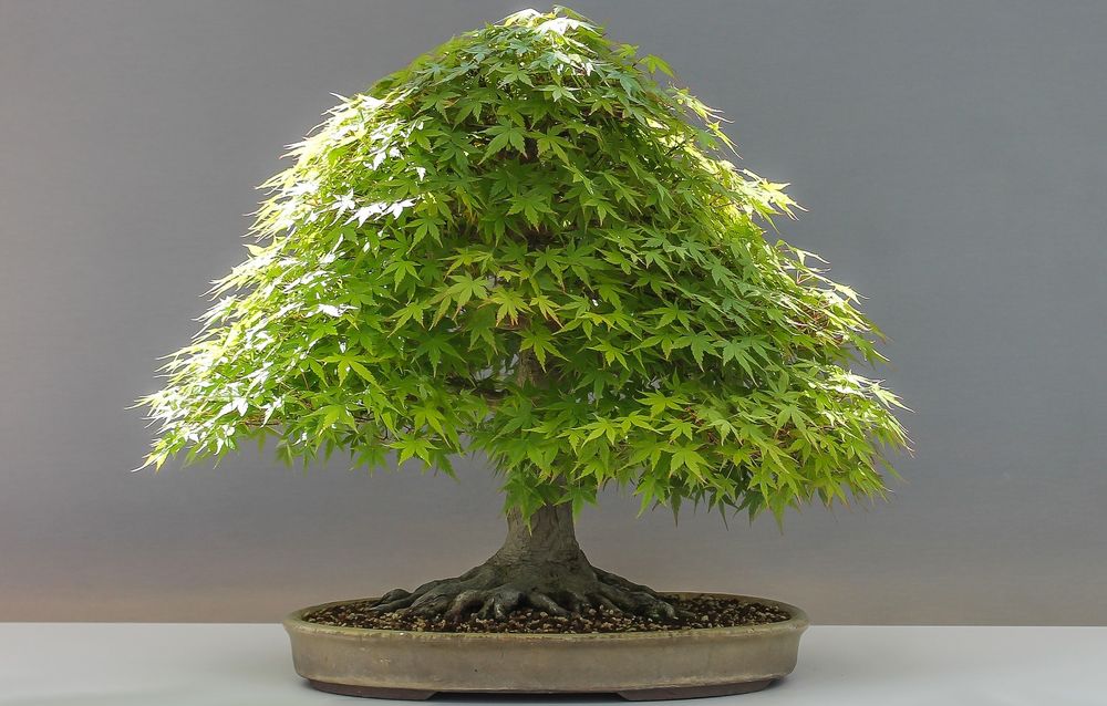 bonsai 4