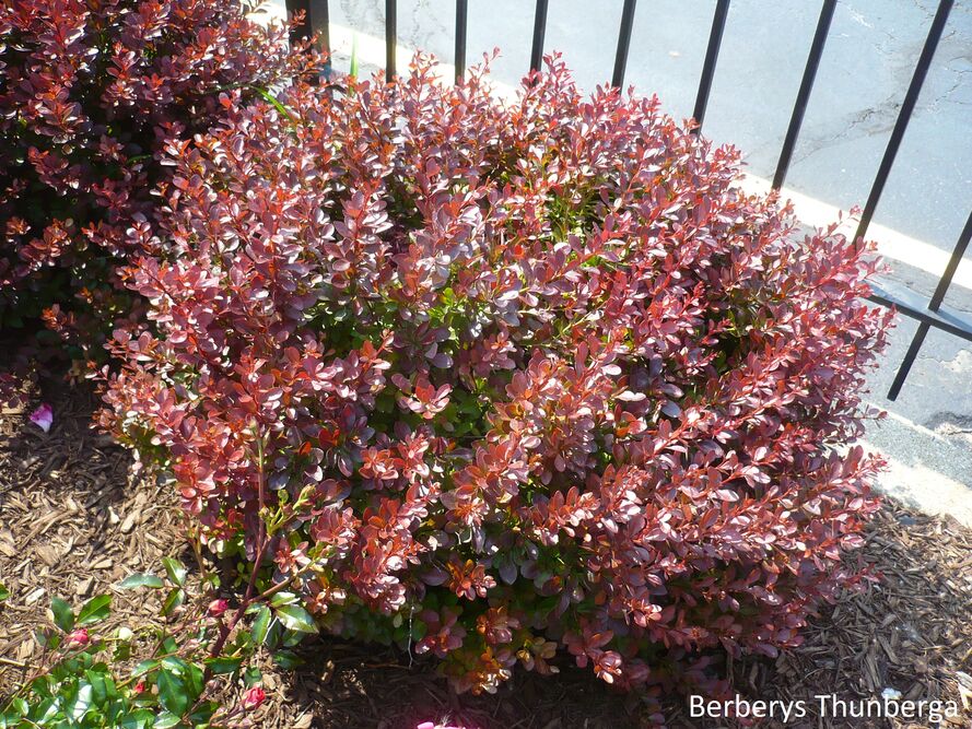 Co posadzić przy płocie