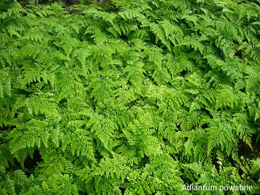 Las w słoiku – terrarium roślinne – dobór roślin, podłoże, podlewanie i pleśń