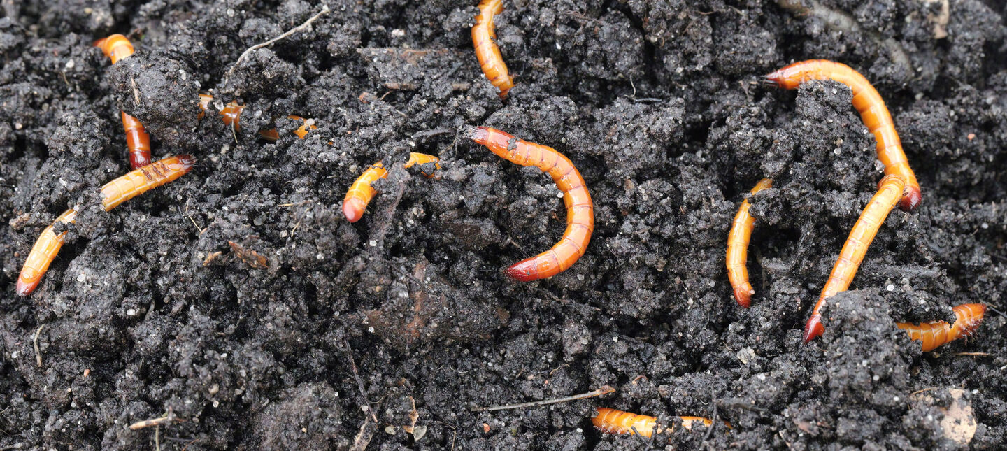 Drutowce – jak skutecznie zwalczać w ogrodzie