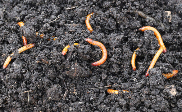 thumb Drutowce – jak skutecznie zwalczać w ogrodzie