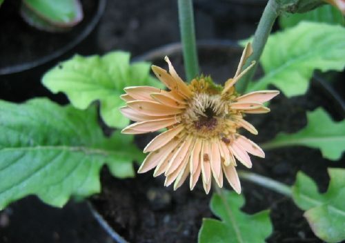 rosliny doniczkowe gerbera mszyce