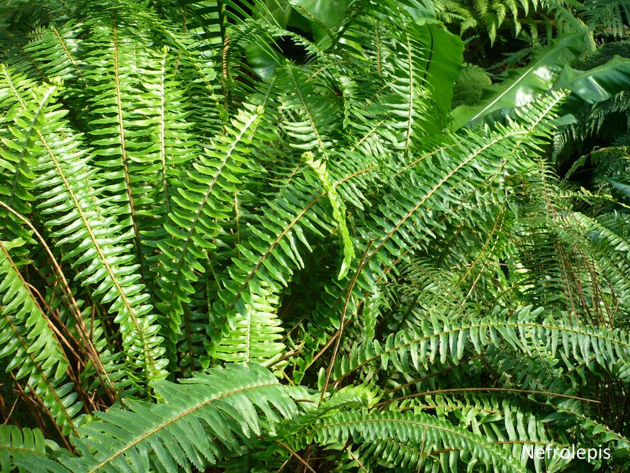 Rośliny domowe a twarda woda - jak podlewać i kiedy zakwaszać bez szkody dla roślin