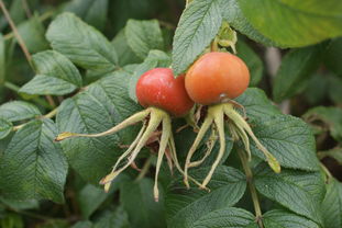 rosa rugosa