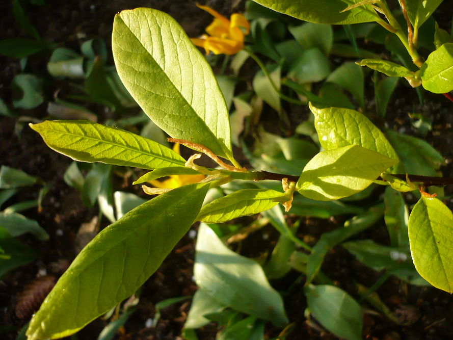 Choroby i szkodniki magnolii – objawy i zwalczanie