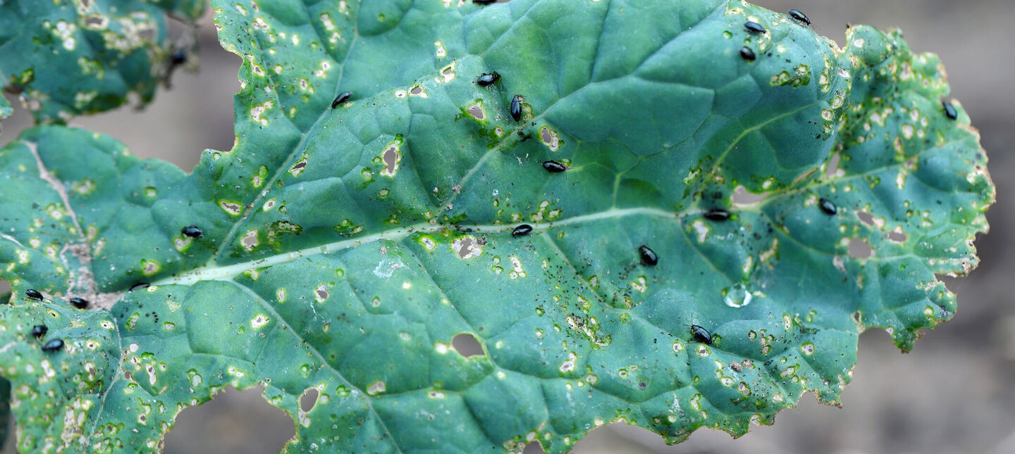 Pchełki ziemne - jak skutecznie zwalczać w ogrodzie