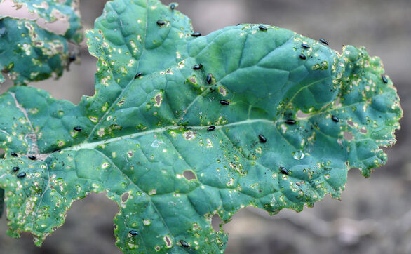 thumb Pchełki ziemne - jak skutecznie zwalczać w ogrodzie