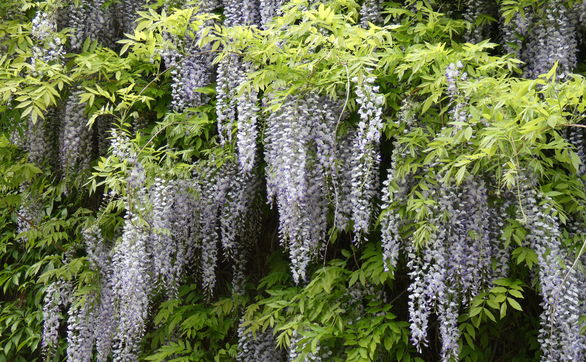 Przejdź do artykułu - Wisteria - jak uprawiać i pielęgnować