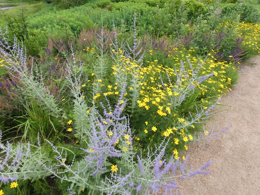 Nachyłek okółkowy – jak uprawiać i pielęgnować