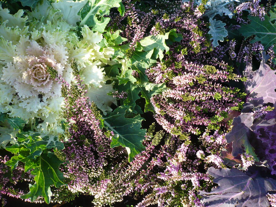 Kompozycje kwiatowe na balkony