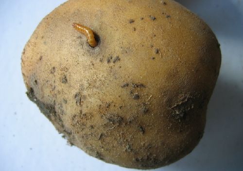 ziemniak szkodniki glebowe drutowce