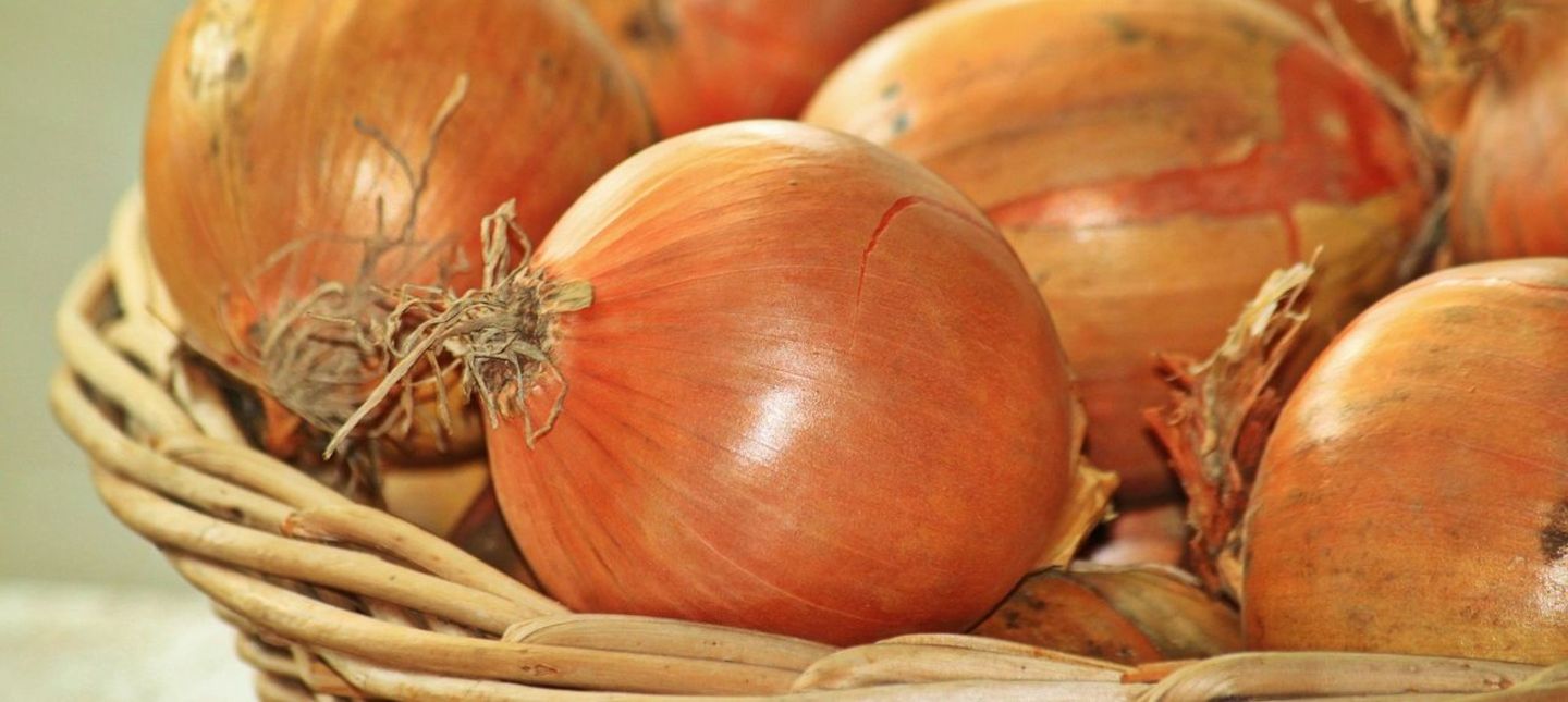W jaki sposób uprawiać i pielęgnować cebulę?