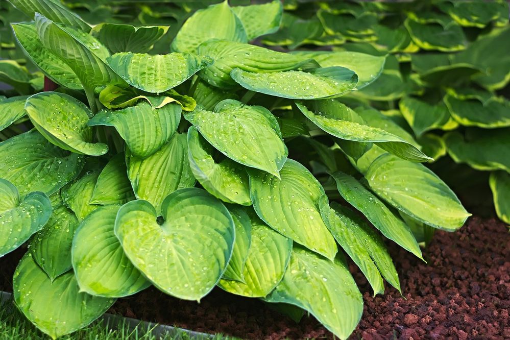 hosta