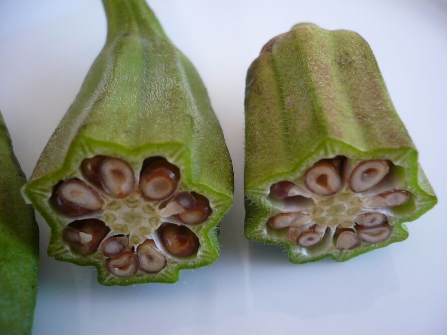 Okra - egzotyczne warzywo do uprawy amatorskiej pod osłonami