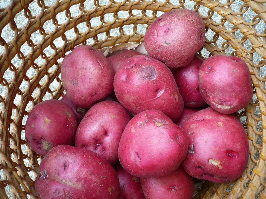 Młode ziemniaki - jak wyhodować