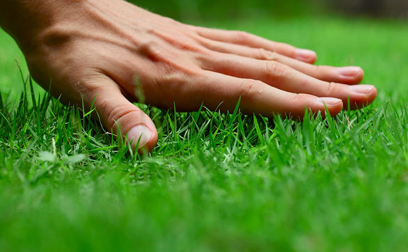 thumb Pielęgnacja oraz odchwaszczenie trawnika