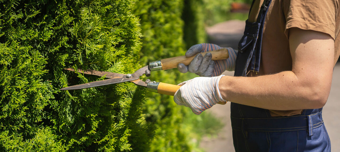 Przycinanie tui – praktyczny poradnik