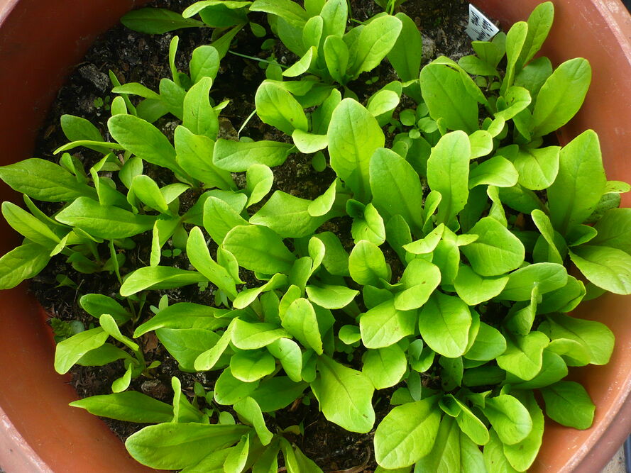 Sałata łodygowa – uprawa i pielęgnacja