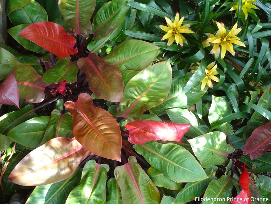 Filodendron - ABC uprawy