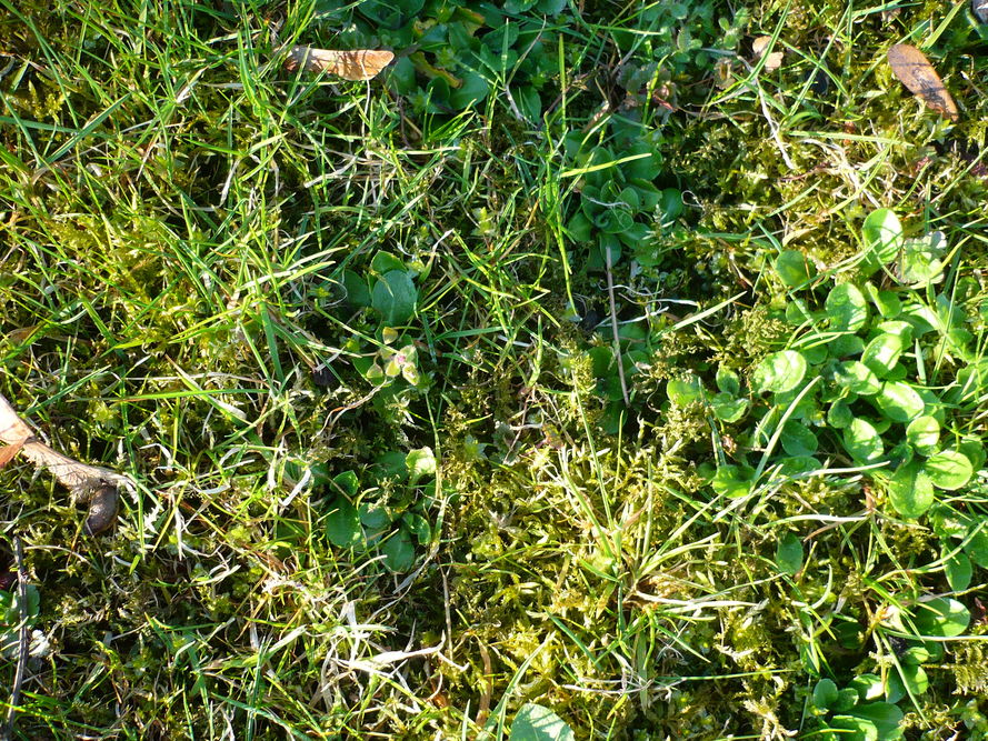 Najczęściej występujące problemy z trawnikiem – top 10