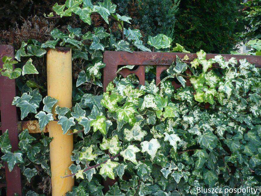 Co posadzić przy płocie