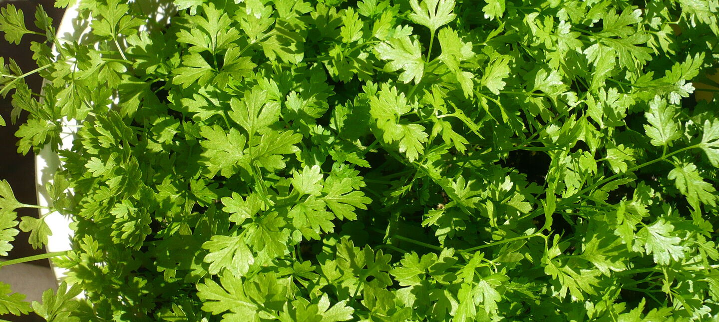 Trybula ogrodowa – uprawa, pielęgnacja, właściwości